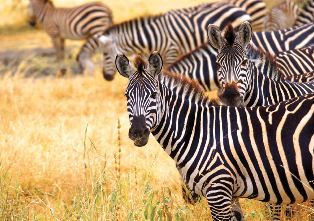 Kruger National Park Mjejane Private Game Reserve Hectorspruit Экстерьер фото